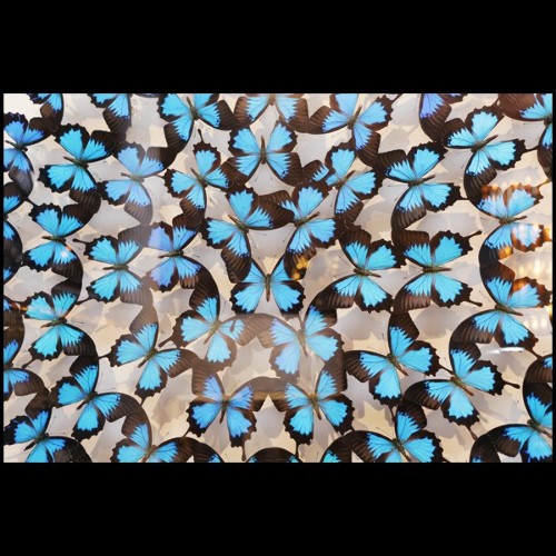 Décoration murale avec assemblage de papillons Ulysse sous boîte en verre PC-Ulysse Butterflies