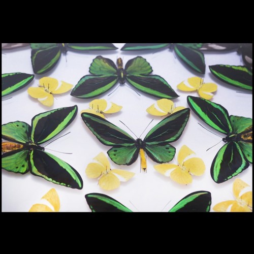 Décoration murale avec assemblage de papillons naturels de fermes de Thaïlande PC-Green Butterflies