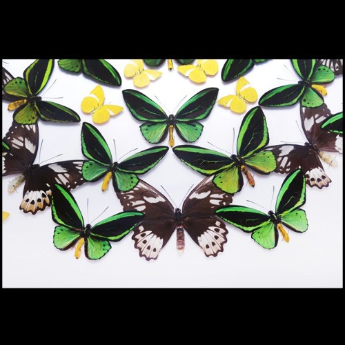 Wall decoration with natural butterflies from farms from Thaïland PC-Green Butterflies