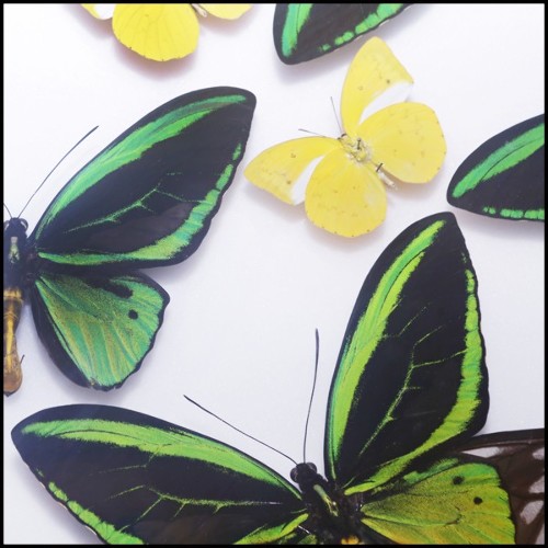 Wall decoration with natural butterflies from farms from Thaïland PC-Green Butterflies