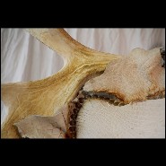 Trône en alligator blanc et bois d'élan naturel PC-White Alligator