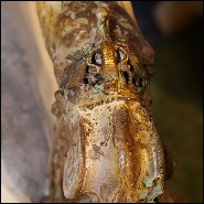 Canapé en bois de Hêtre avec peau de Zèbre, cornes de Zebu et amethyste PC-Sofa Zebra