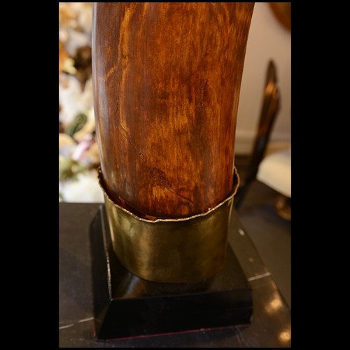 Défense sur base en bois noir PC-Straight Mammoth Tusk