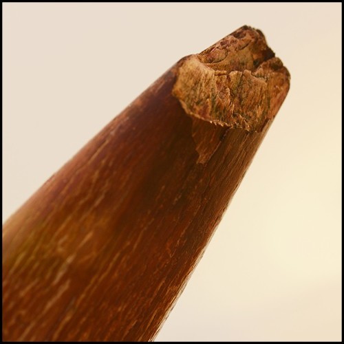 Défense sur base en bois noir PC-Straight Mammoth Tusk