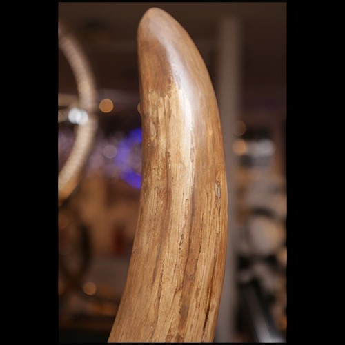 Tusk in pure ivory PC-Mammoth Pure Ivory Big