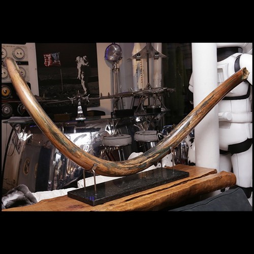 Tusk meticulously restored PC-Mammoth Tusk Single Large