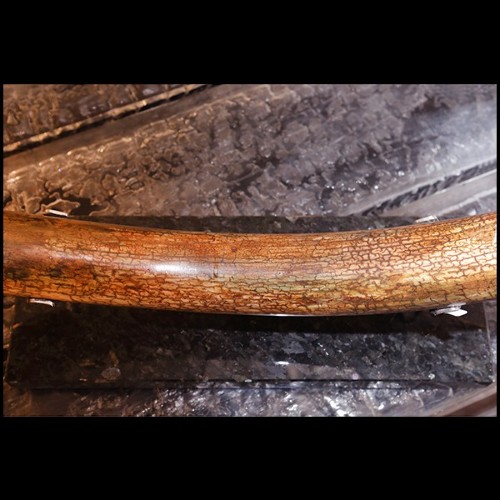 Tusk meticulously restored PC-Mammoth Medium Dark Brown