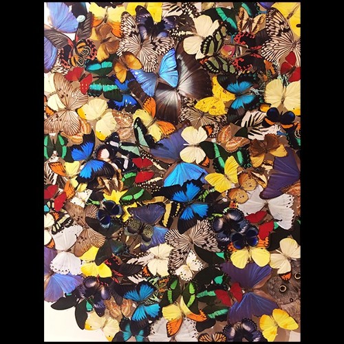 Wall Decoration made with rare butterflies species PC-Butterflies Multicolors
