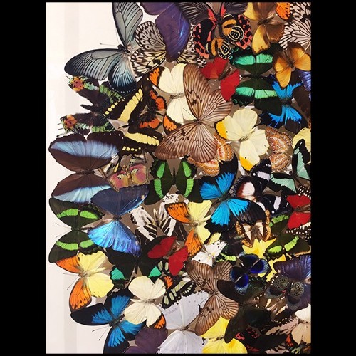 Wall Decoration made with rare butterflies species PC-Butterflies Multicolors