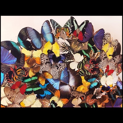 Wall Decoration made with rare butterflies species PC-Butterflies Multicolors