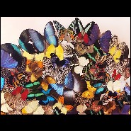 Décoration murale réalisée avec de véritables et rares papillons PC-Butterflies Multicolors