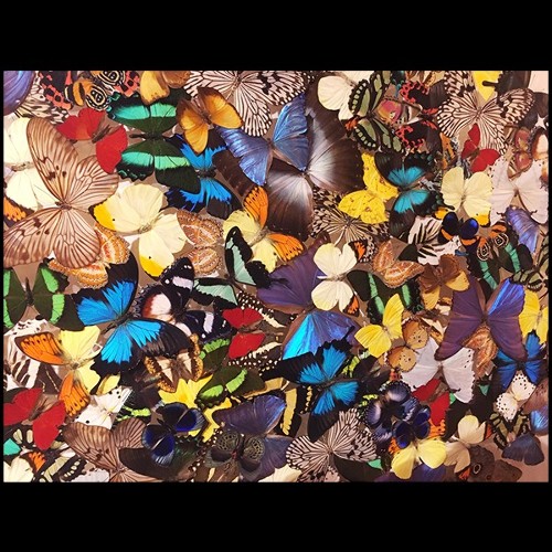 Décoration murale réalisée avec de véritables et rares papillons PC-Butterflies Multicolors
