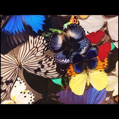 Wall Decoration made with rare butterflies species PC-Butterflies Multicolors