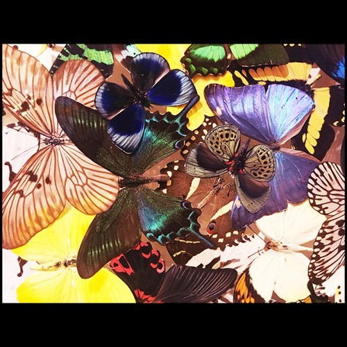 Wall Decoration made with rare butterflies species PC-Butterflies Multicolors