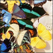 Wall Decoration under glass box frame PC-Butterflies Multicolors Medium