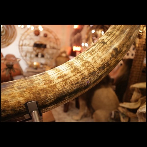 Tusk Mammoth brown ivory big with brown and dark brown colors with light blue reflects PC-Ivory Brown