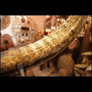 Défense de Mammouth en ivoire avec coloris bruns et bruns foncés et avec légers reflets bleutés PC-Ivory Brown