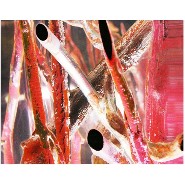 Bout de Canapé 31 - Kisimi Fluo - Kisimi Fluo moderne - Pacific Compagnie.