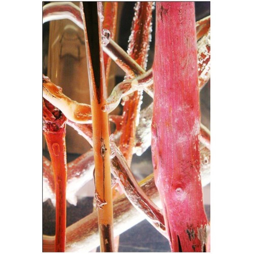 Bout de Canapé 31 - Kisimi Ice Fluo | Side Table Bleu Nature- Ice Fluo - Nature-inspired side table with fluo twist - Pacific Co