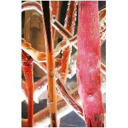 Bout de Canapé 31 - Kisimi Fluo - Kisimi Fluo lumineux - Pacific Compagnie.