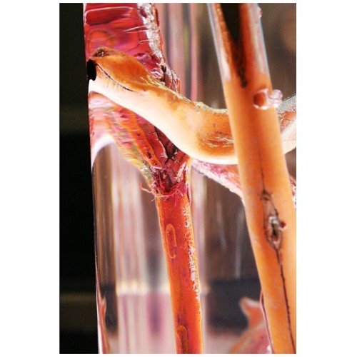 Bout de Canapé 31 - Kisimi Ice Fluo | Side Table Bleu Nature- Ice Fluo - Minimalist ice fluo side table design - Pacific Compagn