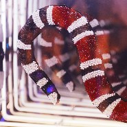 Décoration murale effet miroir infini et serpent style Gucci PC-Snake Gucci