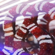 Décoration murale effet miroir infini et serpent style Gucci PC-Snake Gucci