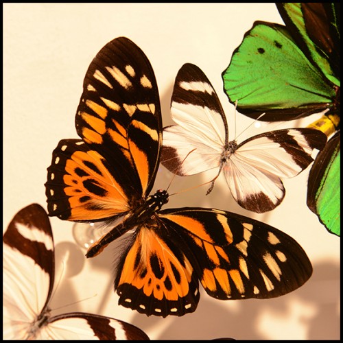 Guitar PC - Butterflies AC DC