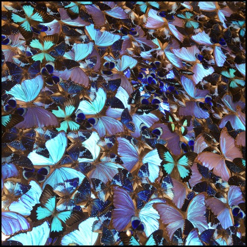Table Basse - Blue Butterflies - Décorative - Pacific Compagnie.