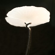 Table d'appoint PC - Nénuphar 1 - Pacific Compagnie.