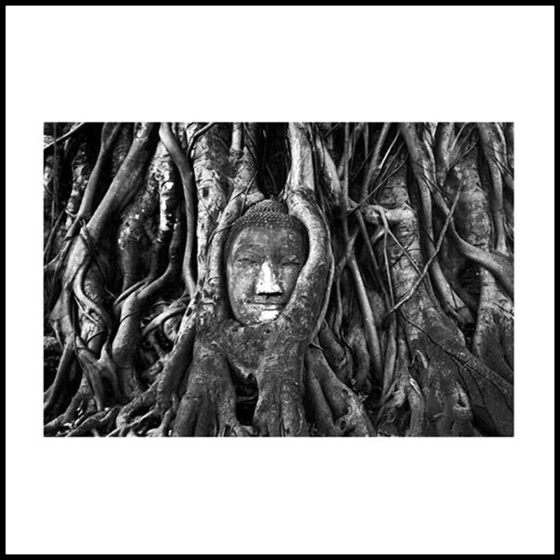Photography 143- Buddha & Roots