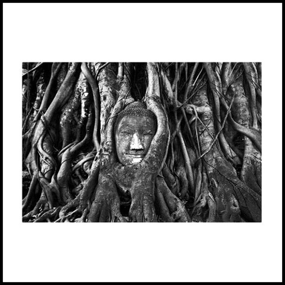 Photography 143 - Buddha & Roots - Spiritualité naturelle - Pacific Compagnie.