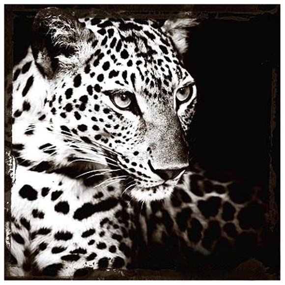 Photography Cobra Art - Panther