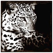 Photography 143 - Panther - Prédateur félin - Pacific Compagnie.