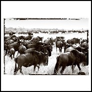 Photo Plexi 143 - Wildbeest - Faune sauvage - Pacific Compagnie.