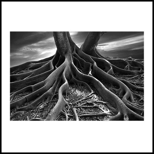 Photographie 143- Roots
