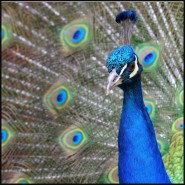 Banc 188 - Paon - Esprit baroque - Pacific Compagnie.