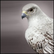 Statuette Faucon Gerfaut 256 - Falco - Prestige - Pacific Compagnie.