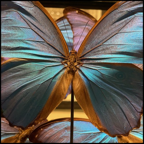 Colonne Envolée de Papillons - Morpho Didius PC - Artisanat luxe - Pacific Compagnie.