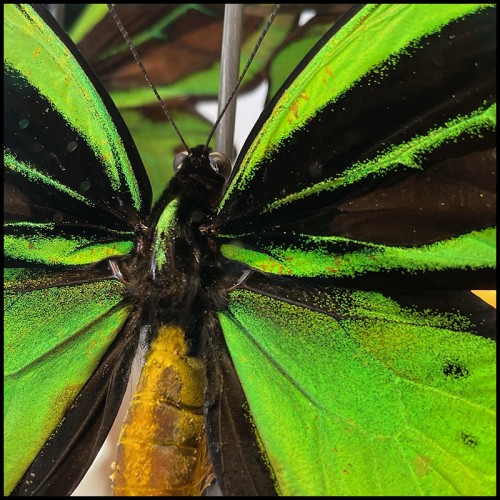 Colonne Envolée de Papillons - Ornithoptera Priamus PC - Création artistique - Pacific Compagnie.