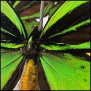 Colonne Envolée de Papillons - Ornithoptera Priamus PC - Création artistique - Pacific Compagnie.