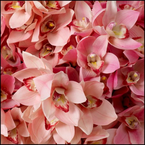 Bouquet 24 - D'orchidées Cymbidium | Bouquet 24 - Cymbidium Orchids real touch 36 pcs modern - Pacific Compagnie.