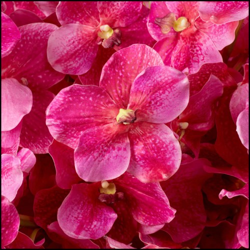 Bouquet 24 - D'orchidées Vanda au toucher réaliste 24 pièces | Bouquet 24 - Vanda Orchids real touch 24 pcs flowers - Pacific Co