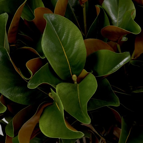 Bouquet 24 - Magnolia | Bouquet 24 - Magniola delicate - Pacific Compagnie.