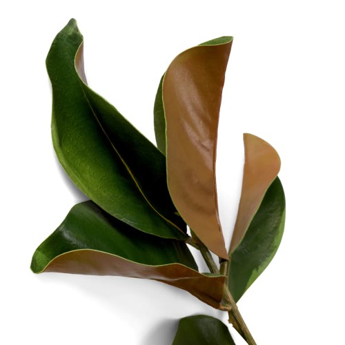 Bouquet 24 - Magnolia, blanc - Pacific Compagnie.