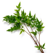 Bouquet 24 - Tender Leaves | Bouquet 24 - Tender Leaves arrangement - Pacific Compagnie.