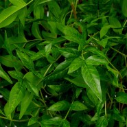 Bouquet 24 - Tender Leaves, artificiel - Pacific Compagnie.