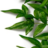 Bouquet 24 - Tender Leaves, vert - Pacific Compagnie.