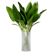 Bouquet 24 - Strelitzia | Bouquet 24 - Strelitzia flower - Pacific Compagnie.