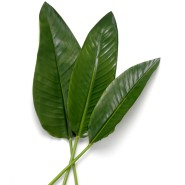 Bouquet 24 - Strelitzia, exotique - Pacific Compagnie.